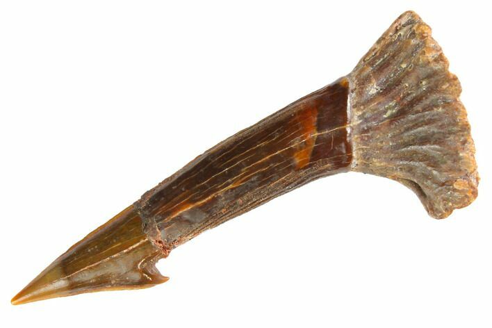 Fossil Sawfish (Onchopristis) Rostral Barb - Morocco #145604
